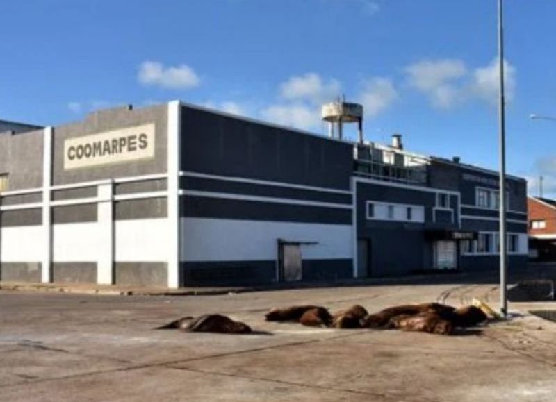La causa de las harineras vuelve a incomodar a Mar del Plata y deja a Inchausti bajo fuertes interrogantes