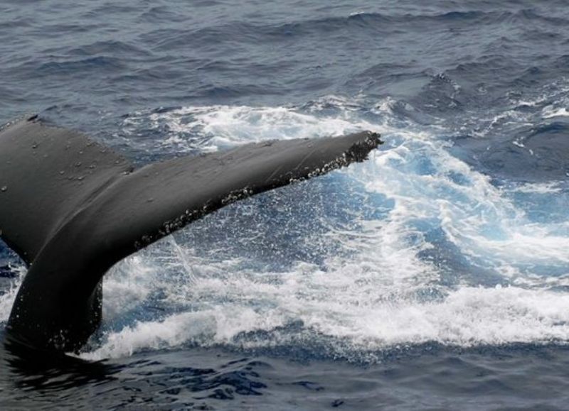 Una ONG de abogados protectores de animales demandará a los responsables de un velero que embistió a una ballena en el Canal de Beagle, se informó este domingo.