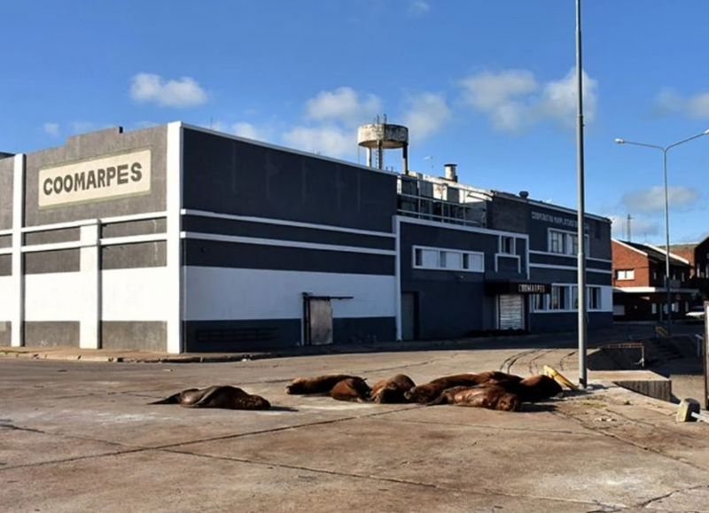 Un análisis ambiental expone problemas regulatorios en el puerto de Mar del Plata vinculados a plantas harineras