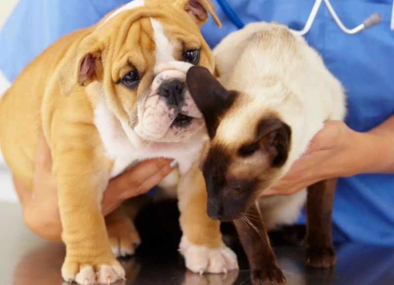 Denuncian la falta de hospitales públicos veterinarios.