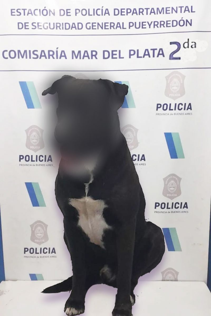 Acusada por el delito de exhibiciones obscenas la mujer de 44 años fue derivada a la comisaría Segunda junto a la mascota