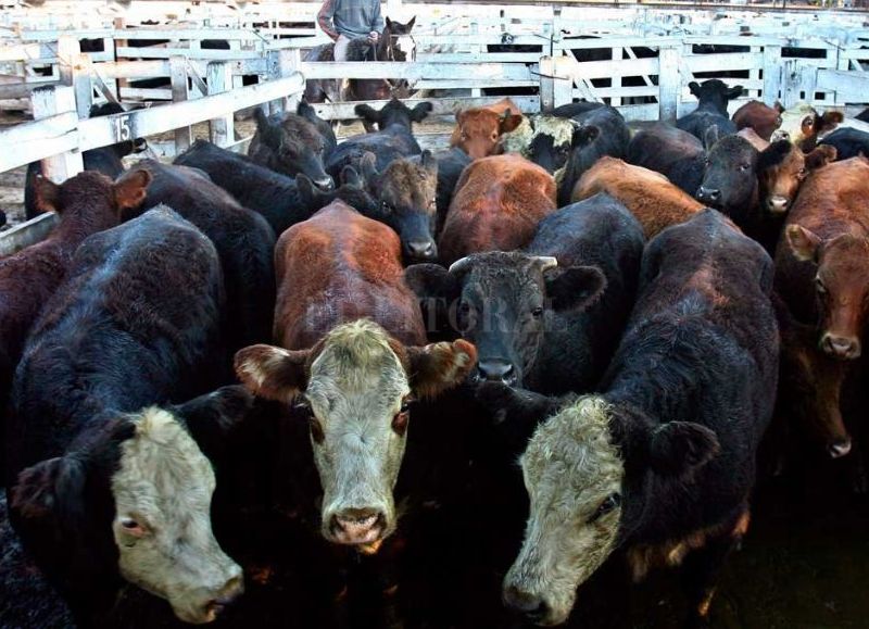 El campo anunció un paro por 9 días, tras el cierre de la exportación de carne