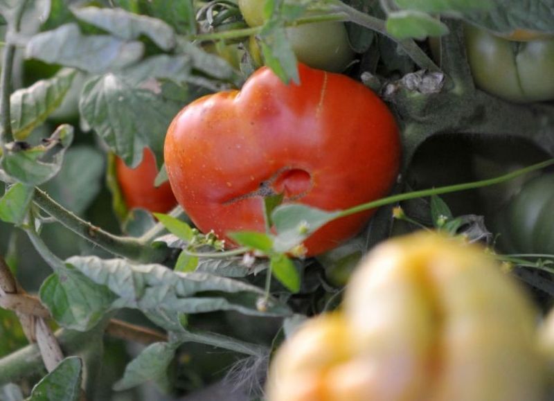 Se viene de la Feria del Tomate Platense.