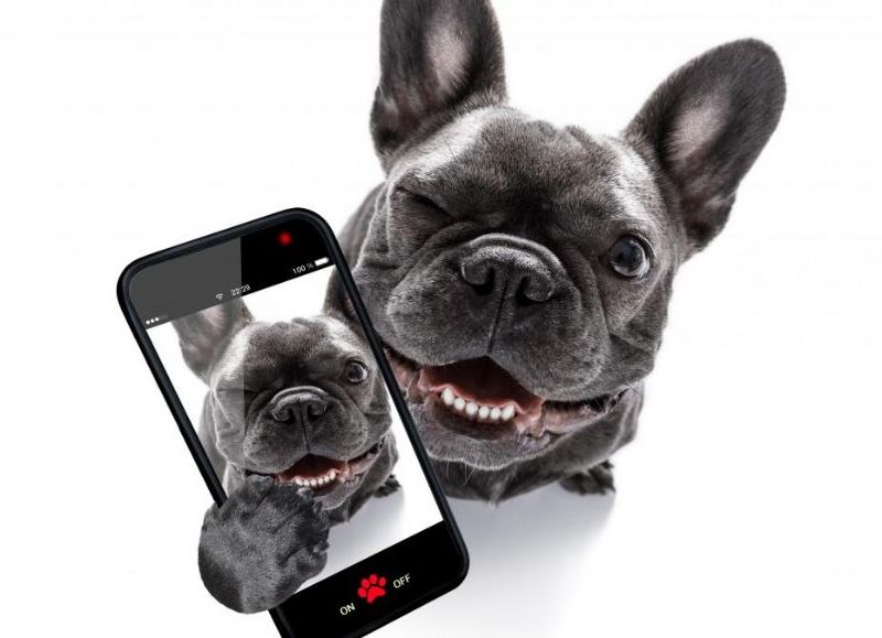 PetPhone: el primer "celular para mascotas" que permite que perros y gatos llamen a sus dueños